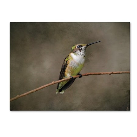 Jai Johnson 'Hummingbird Portrait' Canvas Art,24x32